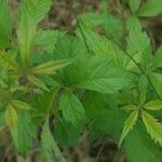 Vitex negundo Levél