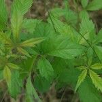 Vitex negundo Blad