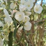 Convolvulus floridus Flower