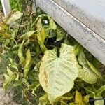 Syngonium podophyllum Blad