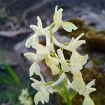 Orchis provincialis Bloem