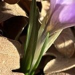 Crocus carpetanus Blatt