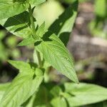 Epilobium roseum Leaf