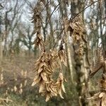 Carpinus orientalis Blad