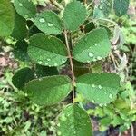 Rosa villosa Leaf