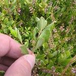 Salix lapponum Feuille