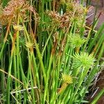 Cyperus prolifer Flower