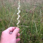 Spiranthes vernalis Habitus