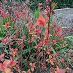 Spiraea japonica Fulla