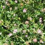 Trifolium resupinatum Агульны выгляд