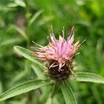 Centaurea decipiensFlower