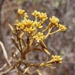 Helichrysum luzulifoliumFlor