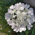 Orlaya daucorlaya Flower