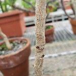 Caesalpinia pulcherrima چھال