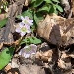 Claytonia caroliniana ফুল