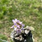 Cardamine crassifolia Flower