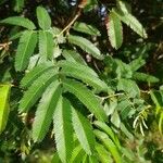 Calliandra tweediei Leaf