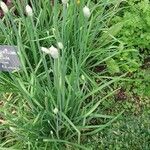 Allium fistulosum List