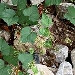 Viburnum acerifolium Blomst