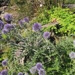 Echinops bannaticus Fula
