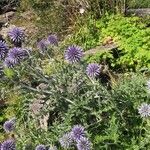 Echinops bannaticus Flower