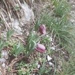 Fritillaria tubaeformis Tervik taim