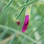 Vicia monantha Λουλούδι