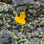 Utricularia australis 花