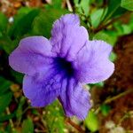 Ruellia tuberosa फूल