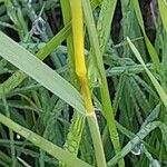 Stipa capensis Bark