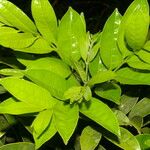 Zanthoxylum acuminatum Hoja