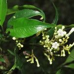 Palicourea salicifolia Flower