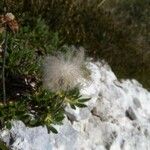 Dryas octopetalaKvet