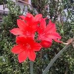 Cyrtanthus elatus Flower