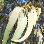 Eucalyptus camaldulensis Fruto