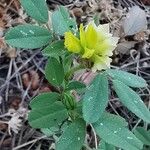 Trifolium campestre Kvet