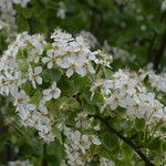 Pyrus bourgaeana Flower