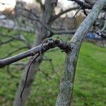 Liquidambar styraciflua Ekosanga