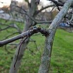 Liquidambar orientalis Bark