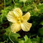 Momordica balsamina Λουλούδι