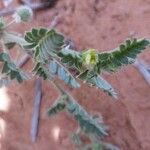 Tribulus pentandrus ফুল