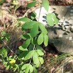 Cytisus nigricansFeuille