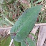 Emilia coccinea Leaf