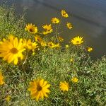 Helianthus angustifolius Kwiat