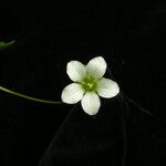 Parnassia nubicola عادت