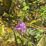 Vigna frutescens Blüte