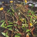 Ranunculus flammula Libunga