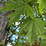 Acer × freemanii পাতা