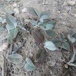 Helianthemum cinereum Leaf