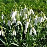 Galanthus nivalisЦветок